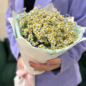15 кустовых ромашек