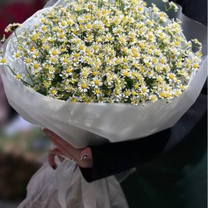 25 кустовых ромашек