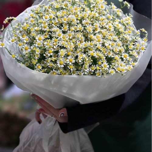 25 кустовых ромашек