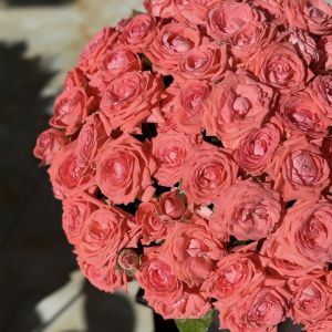 25 кустовых роз в шляпной коробке